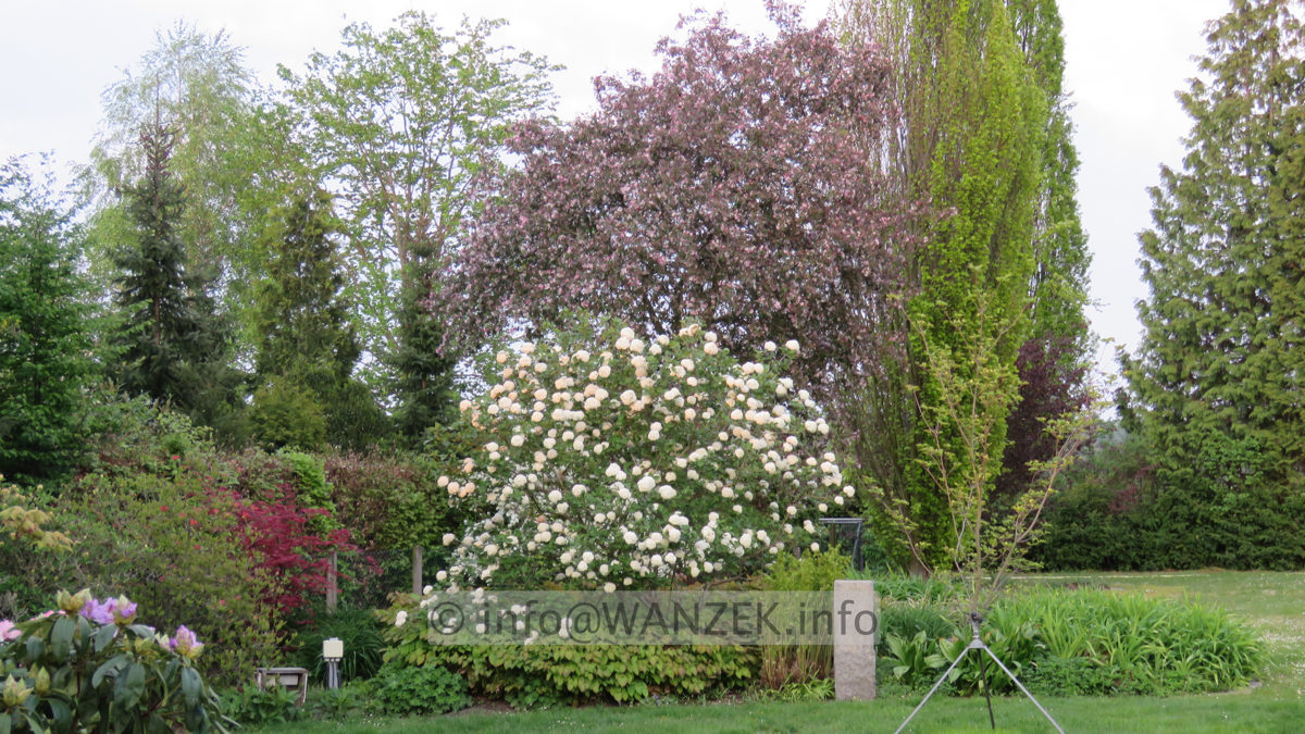 Viburnum carlcephalum 04.JPG